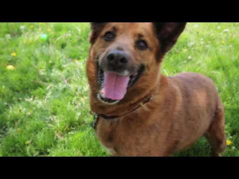 wisconsin humane society available dogs dogmix videolike wisconsin humane society available dogs dogmix videolike