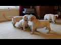 pups
