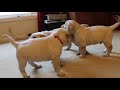 pups