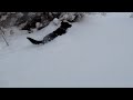 Jack the dog loves snow!
