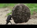 beetle