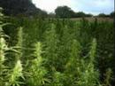 Marijuanaville Video