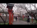 京都の桜 (平野神社)