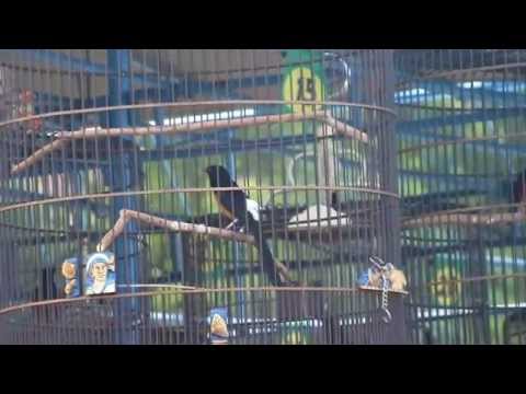 VIDEO : suara burung : murai batu ekor hitam -  ...