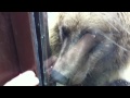 Видео Медведи Потап и Настя - Киевский зоопарк