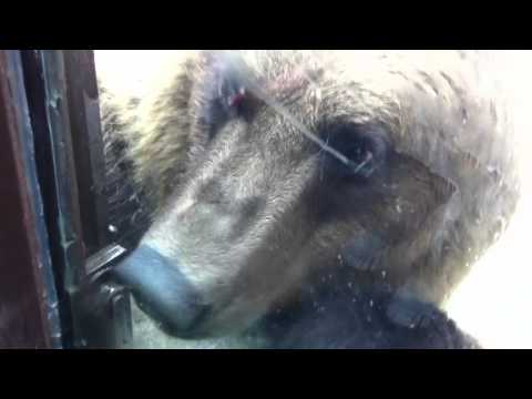 Медведи Потап и Настя - Киевский зоопарк