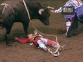bull