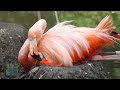 A Bronx Zoo Caribbean Flamingo Chick Takes Its First Steps