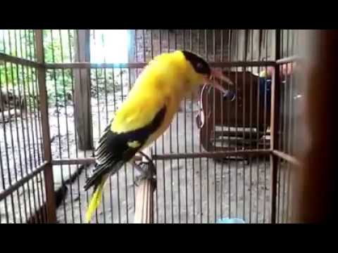 VIDEO : burung podang emas gacor - tolong subscribe chaneltolong subscribe chanelsuaraburungku https://www.youtube.com/channel/uc6lpng-xe18wmeuixjeiemg chanel ...