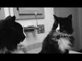 frenchkitty