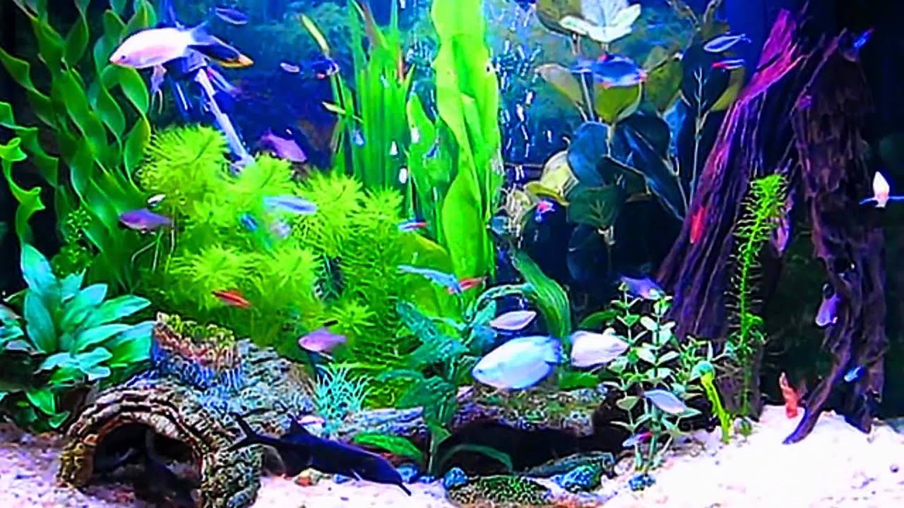 dream aquarium video wallpaper