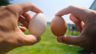 Ducks Or Chickens The Ultimate Homestead Animal?