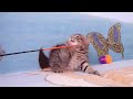 Видео Продается плюшевый котик
