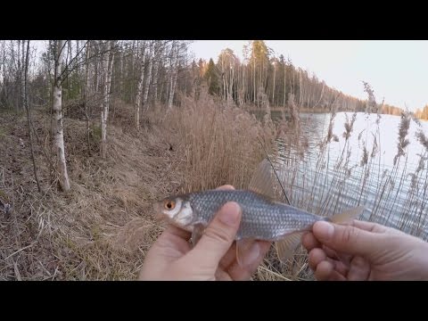 рыбалка на летний боковой кивок видео рыбалка на летний боковой кивок видео