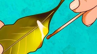 Вот зачем некоторые поджигают дома лавровый лист Я тоже так буду!
