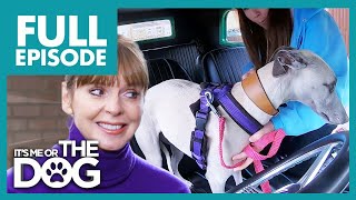 Rescue Whippet Hates Being In Cars Full Episode 210 Its Me Or The Dog