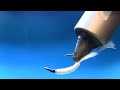 Tying a Rhyacophila Caddis Larvae by mak-flies 2013