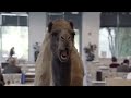 Geico Hump Day Commercial Geico Hump Day Ad Viral Camel images Geico Hump Day Commercial Geico Hump Day Ad Viral Camel