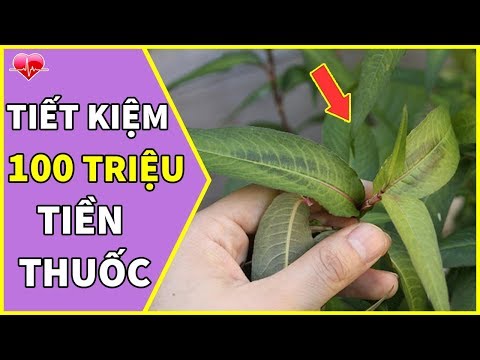 7 Công Dụng Trời Cho Của Rau Răm Đáng Giá Hàng Trăm Triệu || Người Việt Không Ai Biết Để Khai Thác