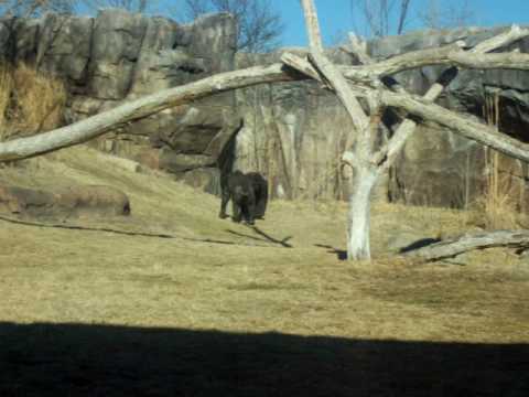 at the Sedgwick County Zoo at the Sedgwick County Zoo