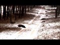 Aimpoint Trailer: Wild Boar Fever 4