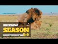 Breeding Season - Wild Africa, हिन्दी डॉक्यूमेंट्री | Wild animals documentary in Hindi