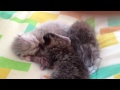 生後0日 赤ちゃん猫三兄弟 newborn kittens SO CUTE!!