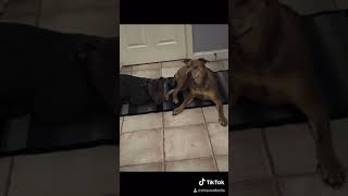 Beautiful Staffy Dogs