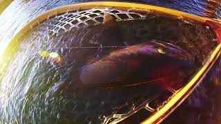 Dave Scadden's Detonator Lo Pro X Williamson River Big Fish Bonanza!!!