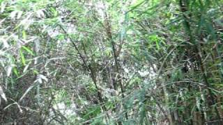 Watch Mekong Delta Sanctuary video