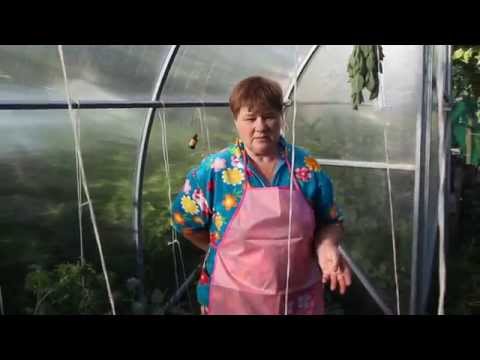 Когда и как вносят удобрение суперфосфат Когда и как вносят удобрение суперфосфат