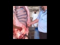 Camel And Sheep Killed For Eid Sacrifice Nov 2010 Very images Camel And Sheep Killed For Eid Sacrifice Nov 2010 Very