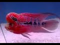 Flowerhorn