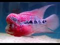 Flowerhorn