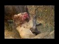 Battle to the death: Buffalo and lion endure epic hour-long fight