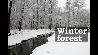 Музыка Для Релаксации. Чудесный Зимний Лес. Relaxation Music. Winter Forest.