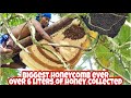 Harvesting Honey From Giant Wild Honey Bee in Philippines