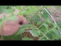 How to Prune Tomatoes, Cucumbers & Melons for Greatest Yields