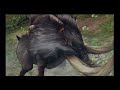 MHP3rd HD Ver. Playthrough - Part 6, Forest Murmur