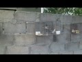algunos de mis pajaros