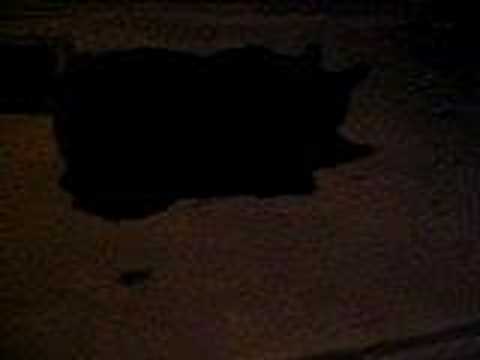 enya a day without rain download rar