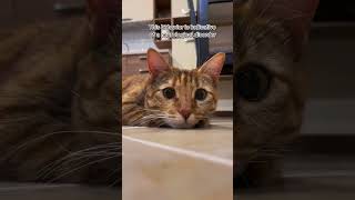 Your Cat Is Constantly Licking Itself