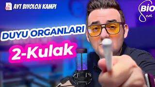 Duyu Organları-2 Kulak | Ayt Biyoloji Konu Anlatımı 11. Sınıf | 2024