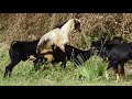 Animal Breeding group - happy goat meeting group