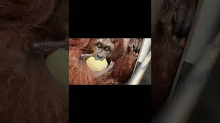 Orangutan Enjoys Tasty Melon.