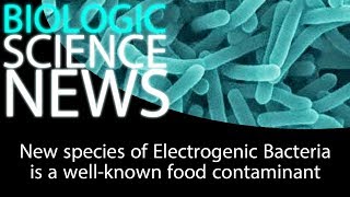 Science News - New species of Electrogenic Bacteria is a well known food contaminant