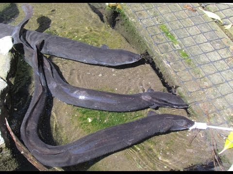 Прямой обратный стежок в вышивке Прямой обратный стежок в вышивке