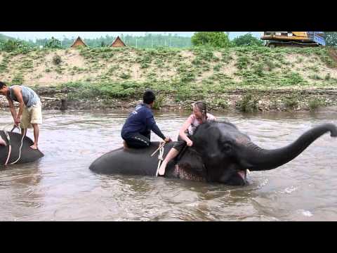 My wife swimming with elephants