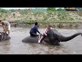My wife swimming with elephants