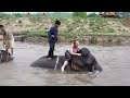 My wife swimming with elephants